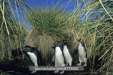 PENGUINS, ROCKHOPPER: (Eudyptes chrysocome)
Falkland Islands, West Point Island, Rockhopper penguins in tussac, returning to their nests.