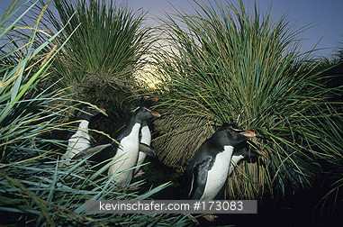 PENGUINS, ROCKHOPPER: In tussac, (Eudyptes chrysocome), West Point Island, Falkland Islands