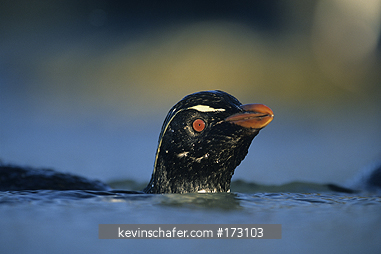 PENGUIN, ROCKHOPPER: (Eudyptes chrysocome) bathing, Saunders Island, Falkland Islands.