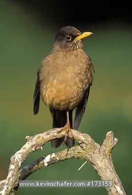THRUSH, FALKLAND: (Turdus falcklandii)  Falkland Islands, Portrait of the endemic Falkland thrush.