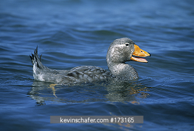 DUCK, FLIGHTLESS STEAMER: (Tachyceres brachypterus) male in the water, Falkland Islands.