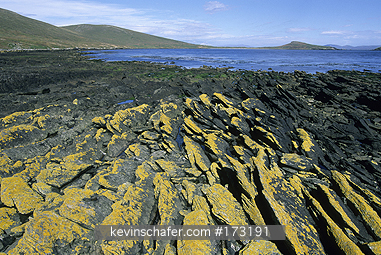 FALKLAND ISLANDS: Falkland Islands, Carcass Island, Settlement, Lichen covered rocks.