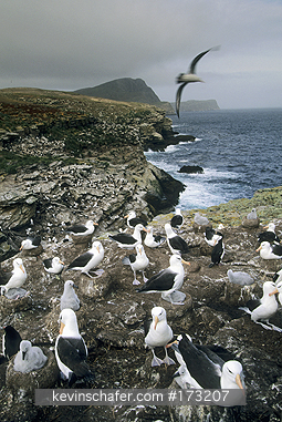 FALKLAND ISLANDS: Falkland Islands, New Island, Black-browed Albatross colony and cliffs.