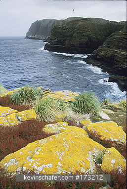 FALKLAND ISLANDS: Falkland Islands, New Island, North End, Cliffs and lichen covered rocks.