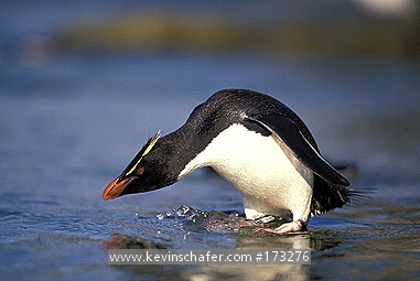 PENGUINS, ROCKHOPPER: (Eudyptes chrysocome)  Falkland Islands, Rockhopper penguin contemplating entering the ocean.