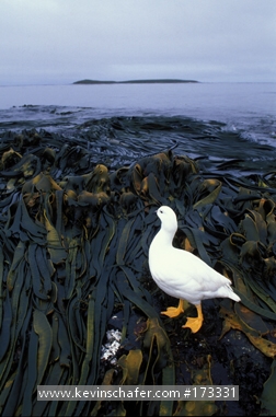 GOOSE, KELP: (Chloephaga hybrida malvinarum)  Falkland Islands, Male kelp goose on the shore.