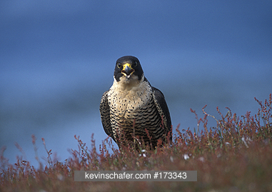 FALCON, PEREGRINE: (Falco peregrinus cassini) Sea Lion Island, Falkland Islands.