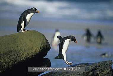 PENGUIN, ROCKHOPPER: (Eudyptes chrysocome)  Falkland Islands, Saunders Island, Rockhopper penguins jumping.
