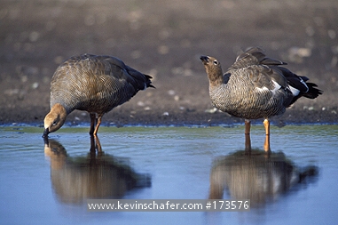 GOOSE, Ruddy-headed: (Chloephaga rubidiceps)  Falkland Islands, Sea Lion Island, Two ruddy-headed geese drinking.