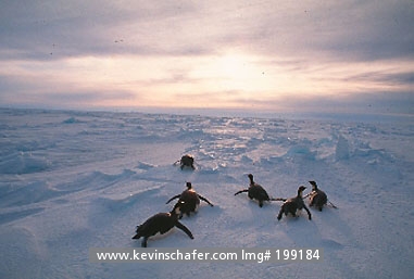 PENGUINS, EMPEROR: (Aptenodytes forsteri) 
Antarctica, Weddell Sea, Group of emperor penguins tobogganing.
