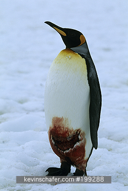 PENGUINS, KING: (Aptenodytes patagonicus)  Sub-Antarctica, South Georgia Island, King penguin with a bite from a seal.