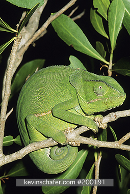 CHAMELEON, FLAP-NECKED: (Chameleo dilepis) South Africa, Flap-necked chameleon on branch.