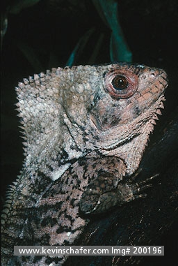 LIZARD, CRESTED FOREST: (Corythophanes cristata)
Costa Rica, Corcovado National Park, Portrait of crested forest lizard.