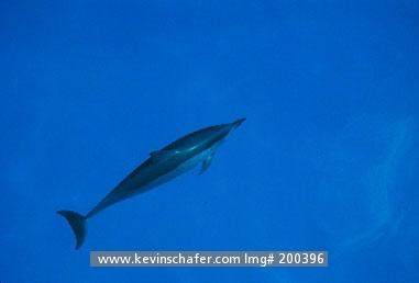 DOLPHIN, HAWAIIAN SPINNER: (Stenella longirostris)                                 USA, Hawaii, Midway Atoll, Hawaiian spinner dolphin bow-riding.