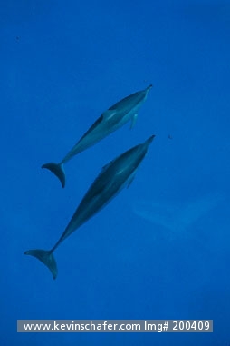 DOLPHIN, HAWAIIAN SPINNER: (Stenella longirostris)                                 USA, Hawaii, Midway Atoll, Hawaiian spinner dolphins bow-riding.