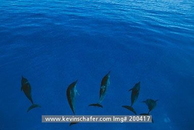 DOLPHIN, HAWAIIAN SPINNER: (Stenella longirostris)  USA, Hawaii, Midway Atoll, Group of Hawaiian spinner dolphins bow-riding.