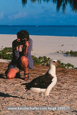 HAWAII, Midway Atoll: Midway Atoll, Hawaii, Woman Photographing Laysan  Albatross (Model Released)