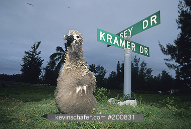 HAWAII, Midway Atoll: Midway Atoll, Young Laysan Albatross (Diomedea immutabilis) below Street signs in old Navy base.