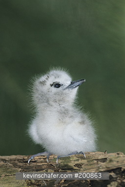 TERN, WHITE (Fairy): (Gygis alba) Young Fair Tern chick waiting for food Midway Atoll, NW Hawaiian Is.
