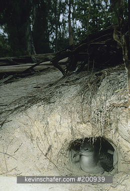 SHEARWATER, Wedge-tailed: (Puffinus pacificus)
USA, Hawaii, Midway Atoll, Wedge-tailed shearwater in nest burrow.