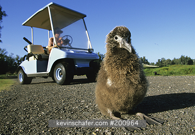 HAWAII, Midway Atoll: (Diomedea immutabilis), Young Laysan Albatross  in road, Midway Atoll, Tourist avoiding bird in golf cart.