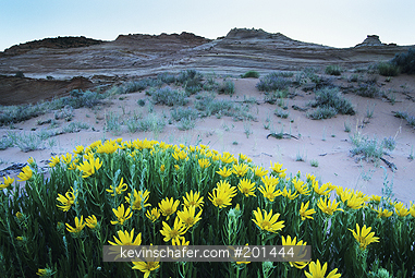UTAH: USA, Utah, Paria/ Vermillion Cliffs National Monument, Rough mules-ears (Wyethia scabra).