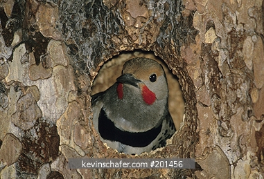 FLICKER, NORTHERN: (Colaptus auratus) USA, Washington State, Icicle Creek area, Northern flicker in nest hole in ponderosa pine.