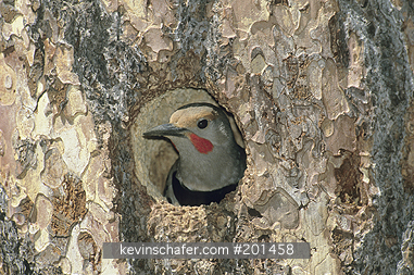 FLICKER, RED-SHAFTED: (Colaptus auratus)  USA, Eastern Washington, Icicle Creek, Red-shafted flicker in Ponderosa pine nest hole.