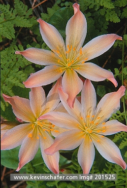 FLOWER, WILD: USA, Washington, Wenatchee Rock Rose (Lewisia tweedyi),         Endemic to eastern Cascade Mountains.