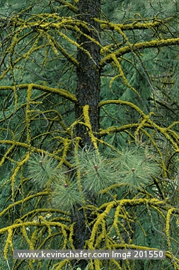 PONDEROSA PINE: (Pinus ponderosa)  USA, Washington State, Eastern slope, Cascade Mountains, Ponderosa pine detail.