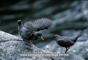 DIPPER, AMERICAN: (Cinclus mexicanus) USA, Washington, Eastern Cascades, Fledgling American dipper by stream.