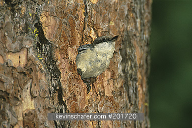 NUTHATCH, PYGMY: (Sitta pygmaea)  USA, Washington State, Eastern Casacde Mountains, Pygmy nuthatch at nest hole.