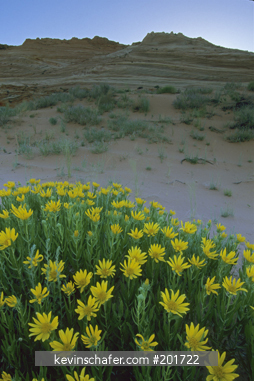 FLOWER: Rough Mules-ears (Wyethia scabra) Paria, Vermillion Cliffs, Utah.