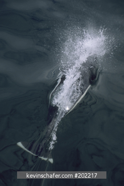 PORPOISE, DALL: (Phocoenoides dalli) takes a fast breath at the surface, Fredrick Sound, Southeast Alaska.