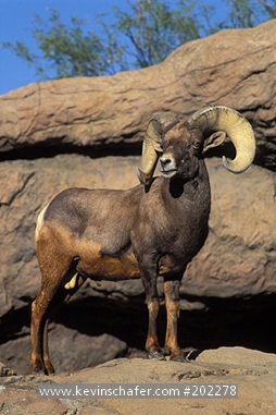 SHEEP: (Ovis canadensis) Bighorn, desert bighorn ram on rock.  CAPTIVE ANIMAL