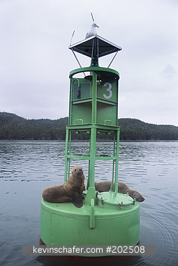 SEA LION: (Eumetopius jubatus) Stellar (Northern), on light buoy, Cordova, Prince William Sound, Alaska.