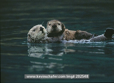 OTTER, SEA: Northern Sea Otter (Enhydris lutra) Mother w/ pup WILD                        Prince William Sound, Alaska