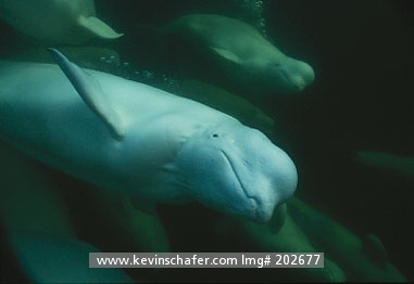 WHALE, BELUGA (White): (Delphinapterus leucas) Canada, Manitoba, Churchill River, Hudson Bay, Wild underwater beluga whales swimming in August.