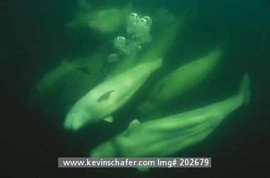 WHALE, BELUGA (White): (Delphinapterus leucas) Canada, Manitoba, Churchill River, Hudson Bay, Group of Beluga whales swimming underwater in August.