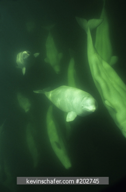WHALE, BELUGA (WHITE): (Delphinapterus leucas) Underwater, wild, Churchill River, Manitoba, Canada, August.