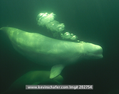 WHALE, BELUGA: (Delphinapterus leucas)  Canada, Manitoba, Churchill River, Underwater wild beluga whales.