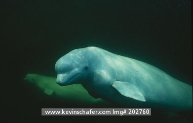 WHALE, BELUGA (White): (Delphinapterus leucas) Canada, Manitoba, Churchill River, Two beluga whales swimming underwater in August.  WILD