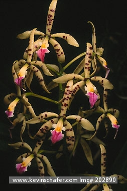 ORCHID, WILD: (Encyclia prismatocarpa) Wild Species
Costa Rica
