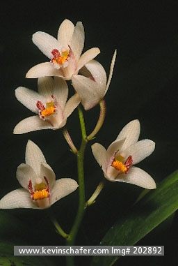 ORCHID, WILD: (Eria coronaria) Northern India, Wild orchid species.