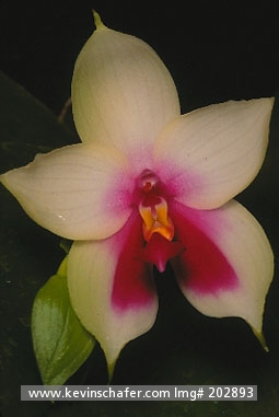 ORCHID, WILD: (Phalaenopsis violacea) Southeast Asia, Close-up of wild orchid.