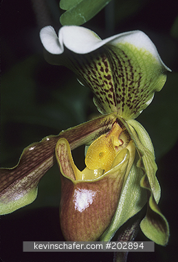 ORCHID, WILD: (Paphiopedilum inisgne)  Himalayas, Close-up of wild orchid.