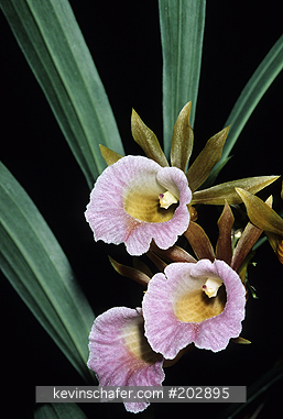 ORCHID, WILD: (Galeandra baueri) Belize, Close-up of wild orchids.