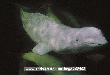 WHALE, BELUGA (White): (Delphinapterus leucas) Canada, Manitoba, Churchill River, Hudson Bay,  Beluga whales swimming underwater.