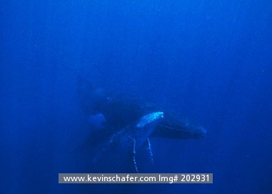 WHALE, HUMPBACK: (Megaptera novaeangliae) South Pacific, Kingdom of Tonga, Mother and calf humpback whale underwater.