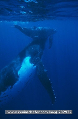WHALE, HUMPBACK: (Megaptera  novaengliae) South Pacific, Kingdom of Tonga, Mother helping calf to the surface.